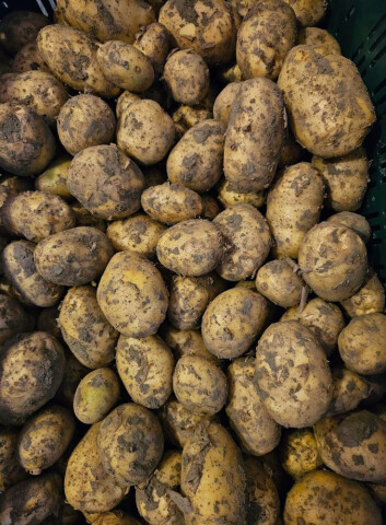 Aardappelen