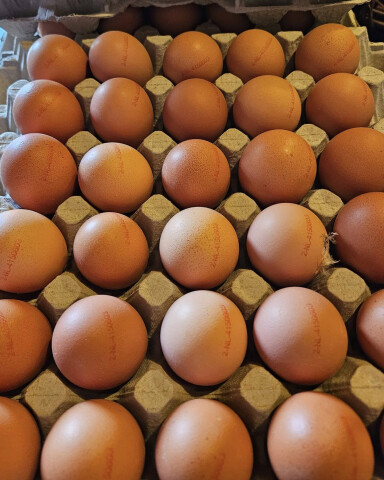 Eieren